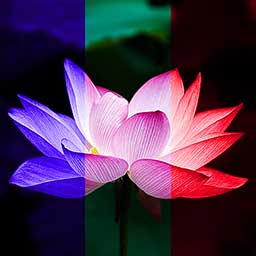 Filter Color Channels on a Lotus Flower
