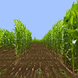 Corn in Rows