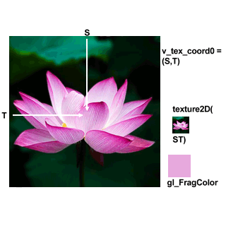 Texture 2D Samples Lotus Flower