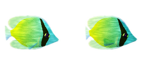 Butterfly Fish Texture Atlas