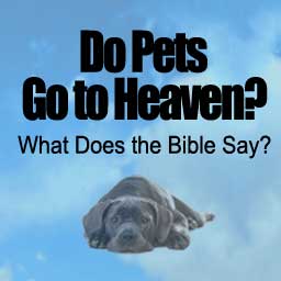 Do Pets Go to Heaven? PDF