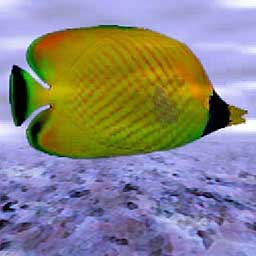 Butterfly Fish