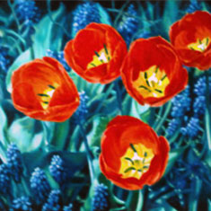 Red Tulips, Aqua Background