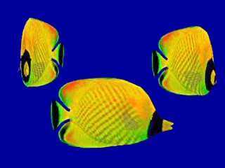 Swimming Butterfly Fish
